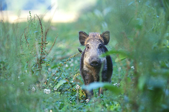  Image name: 07 Cinghiale.jpg 
 width: 540 pixel 
 height: 358 pixel 
 Size: 44560 bytes 
 Click to enlarge 